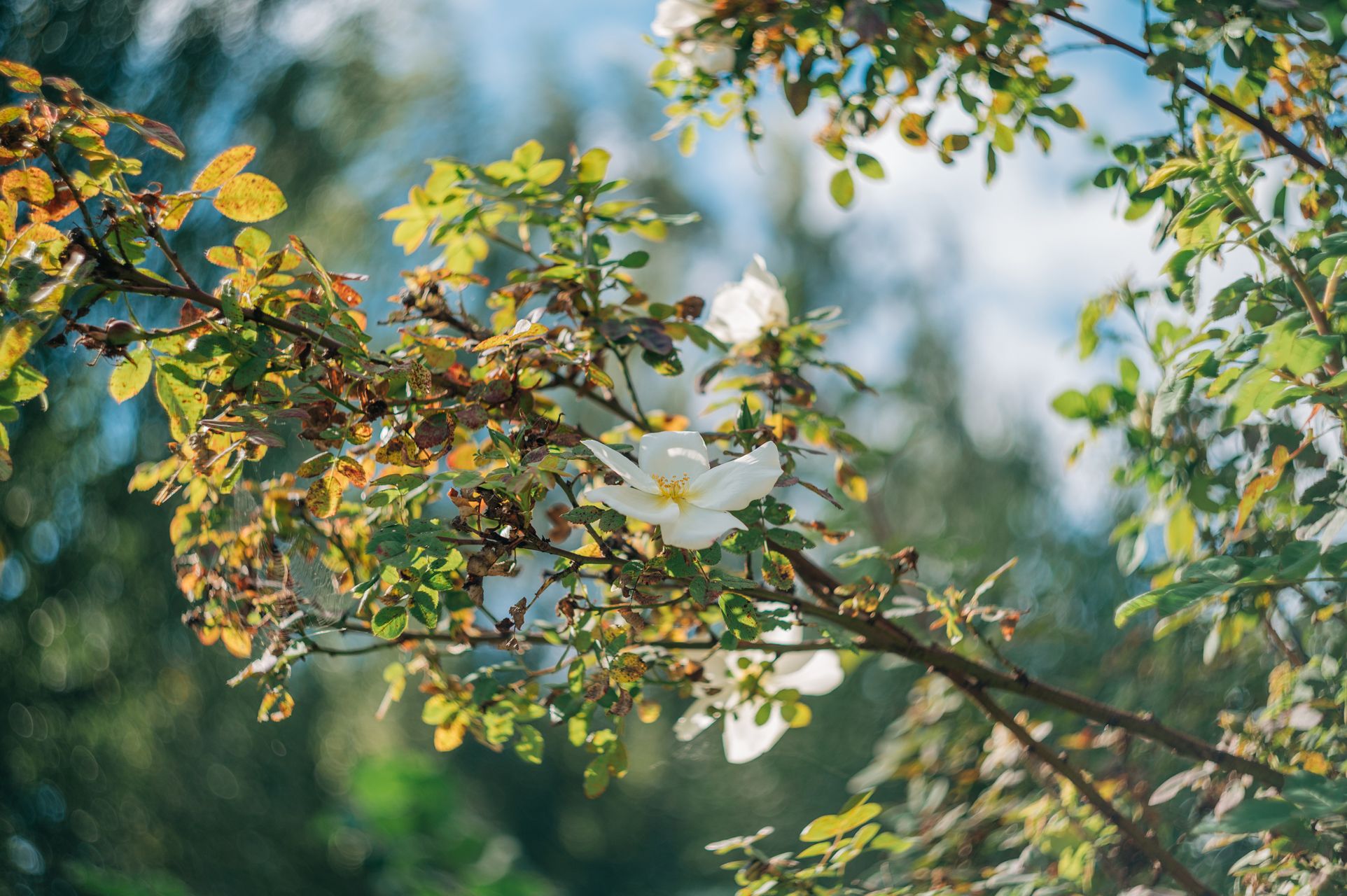 _DSC7200_Small.jpg