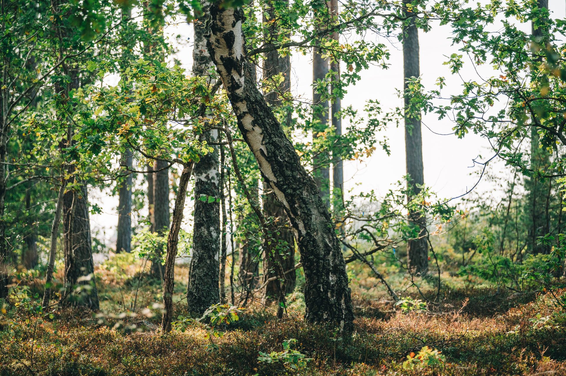 _DSC7231_Small.jpg