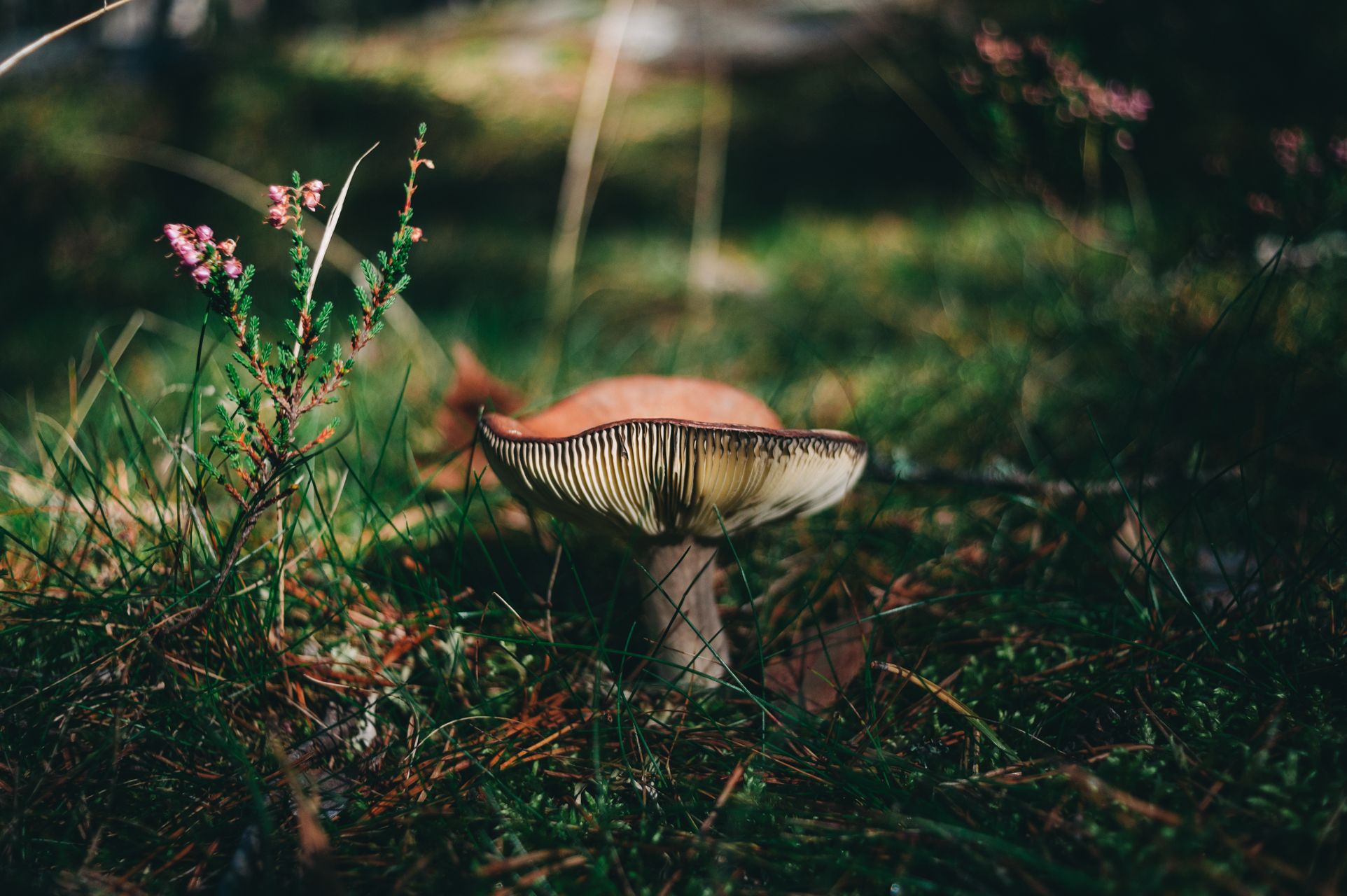 _DSC7485_Small.jpg