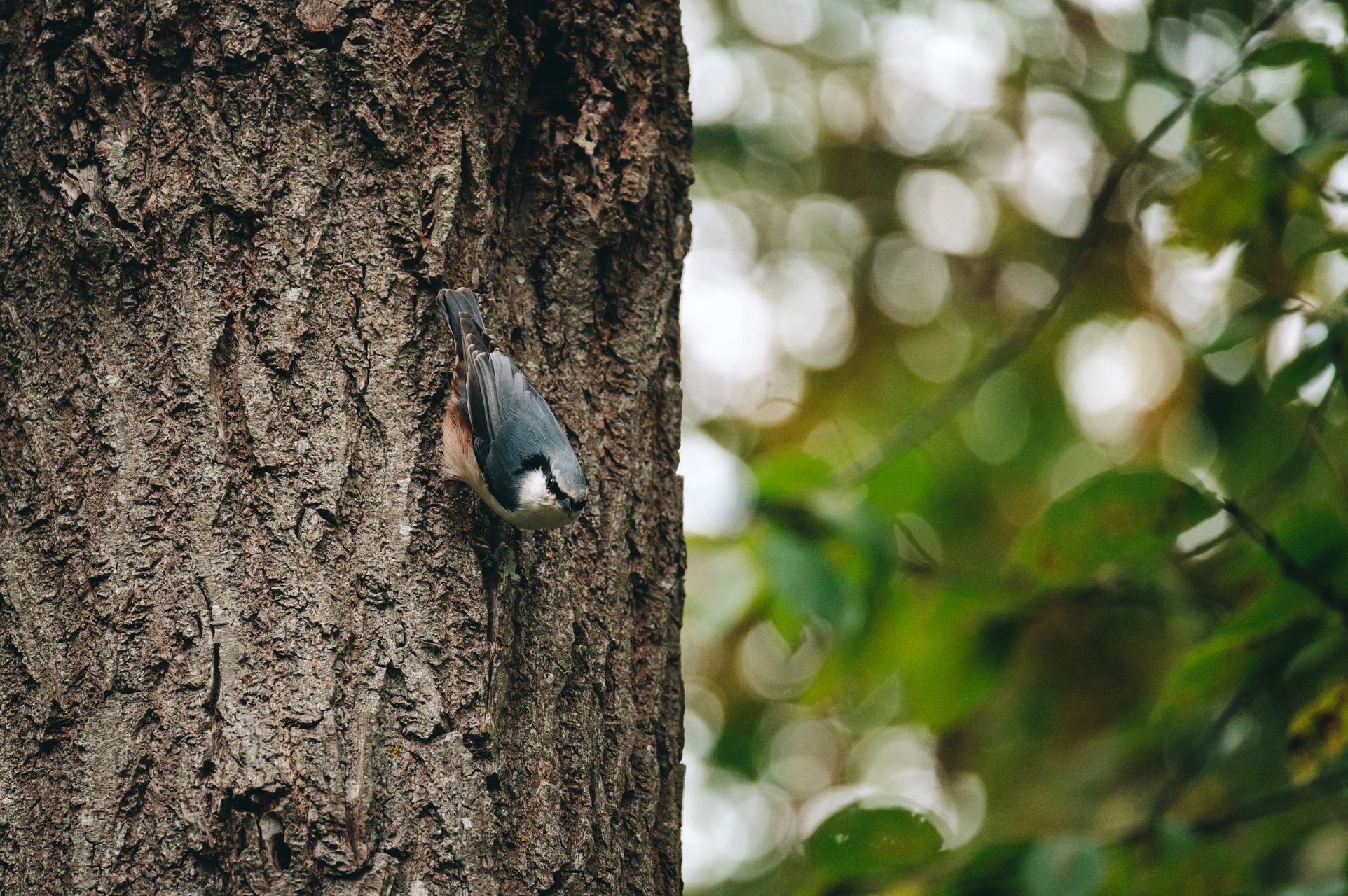 _DSC8104_Small.jpg