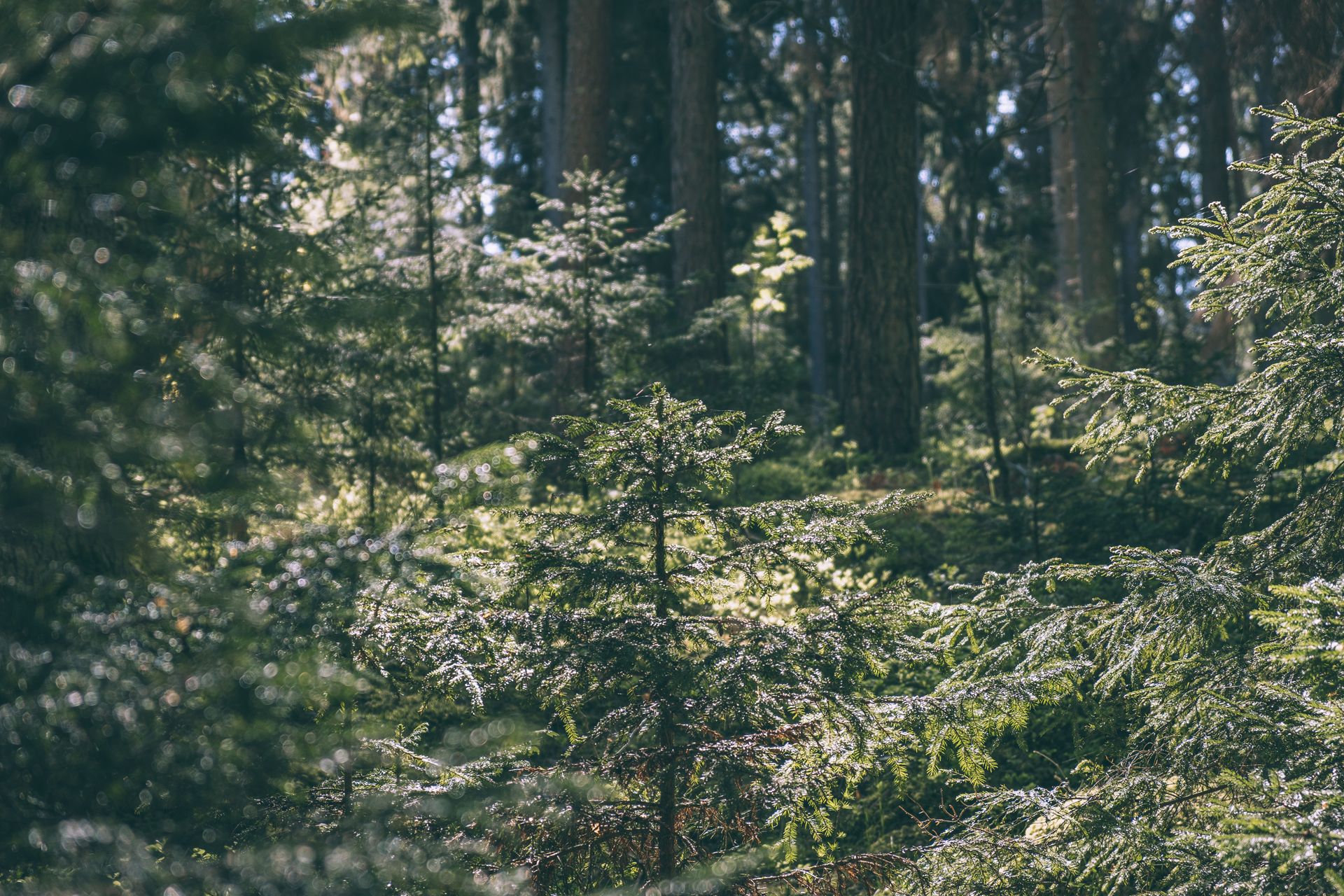 _DSF2308_Small.jpg
