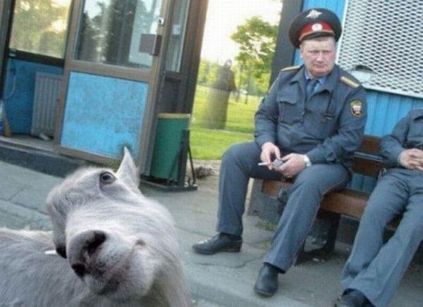 a.aaa-Russian-goat-cop.jpg