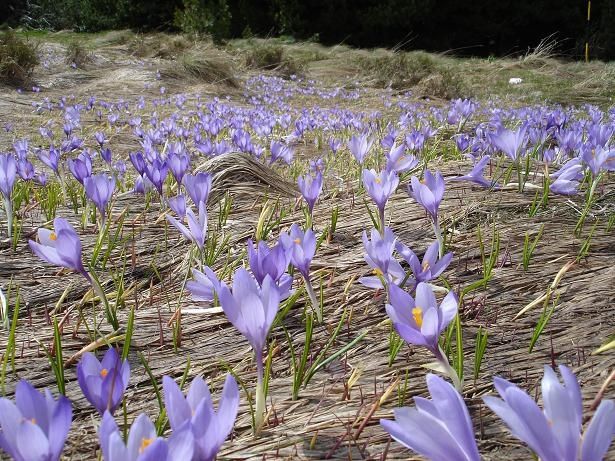 A05krokusar.JPG ht=461