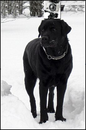 actionhund.JPG ht=418