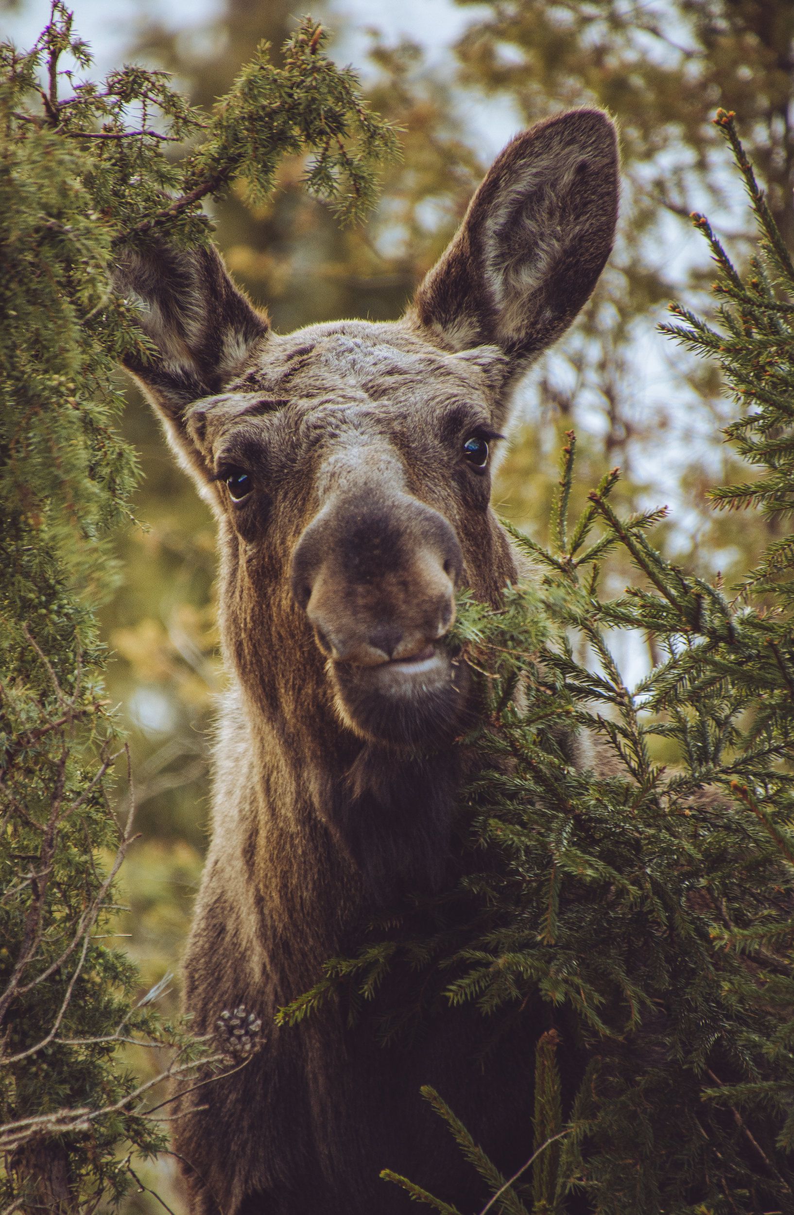 älg-6.jpeg