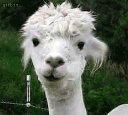 alpaca-chewing.gif ht=231