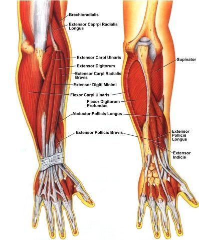 anatomy2.jpg