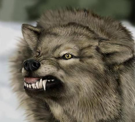 angry_wolf.jpg ht=422