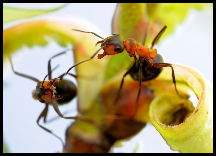 antattack.jpg ht=526