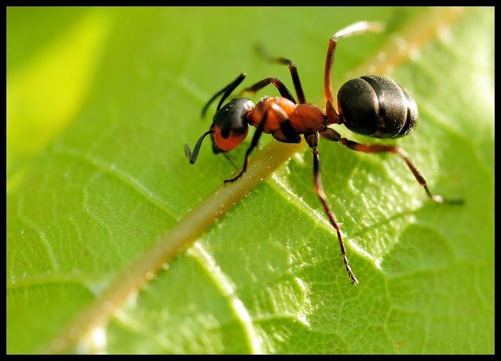 antattack2.jpg ht=523