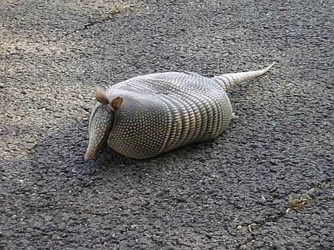 Armadillo.jpg ht=360