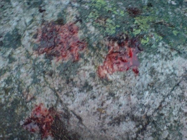 aronsblod.jpg ht=450