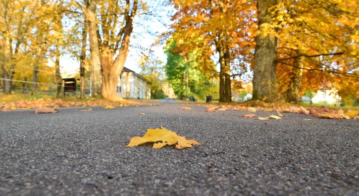 Autumn_Svjstrm_small.JPG