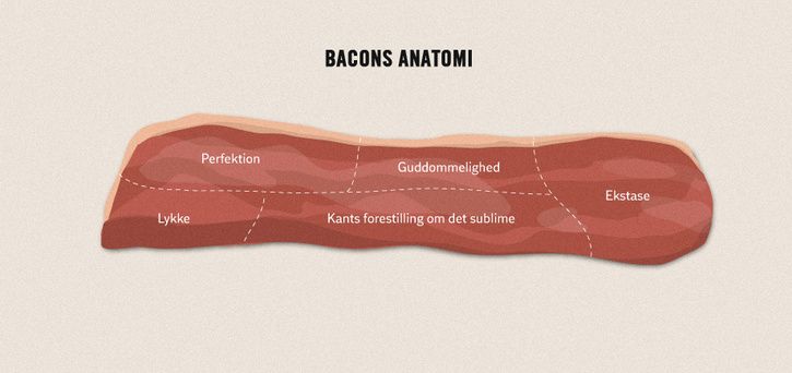 Baconsanatomi.jpg
