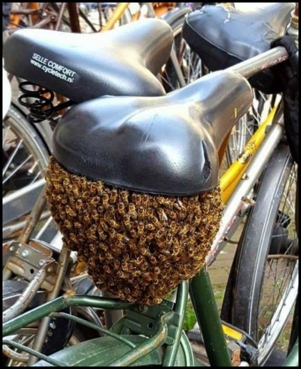 beesaddle.jpg