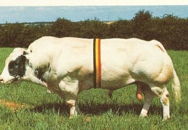 belgian_blue.jpg ht=266