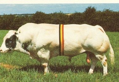 belgian_blue.jpg ht=266