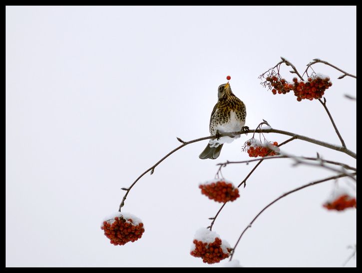 berrybird02.jpg ht=548