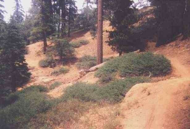 bigbear4.jpg ht=417