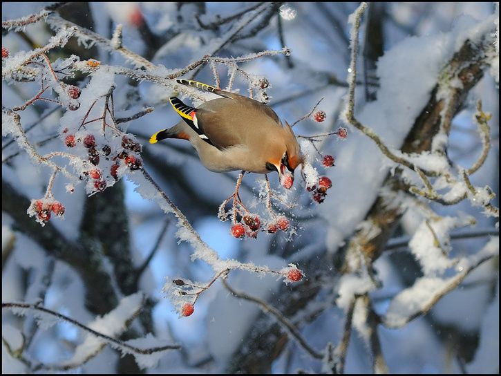 bird.jpg ht=544