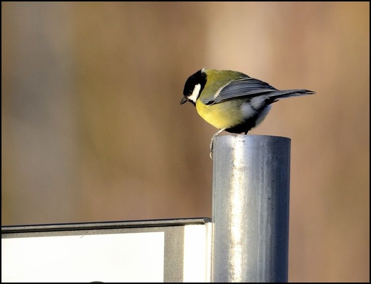 bird.jpg ht=554