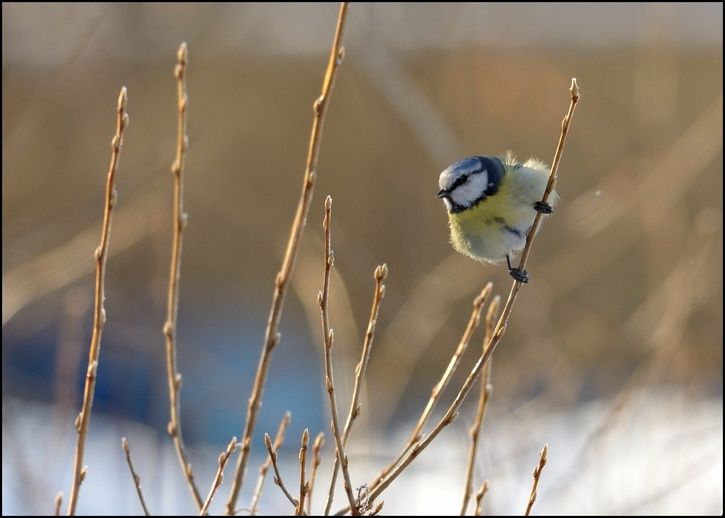 bird01.jpg