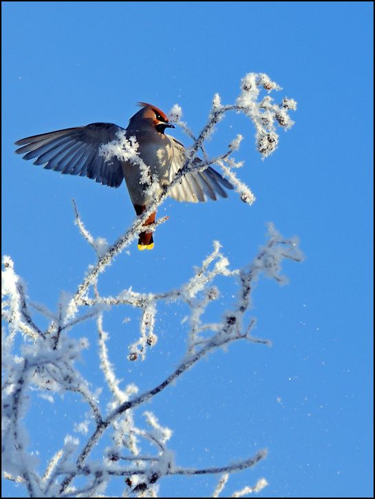 bird04b.jpg ht=725
