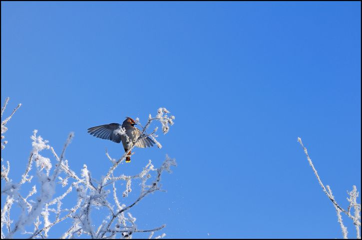 bird04c.jpg ht=481