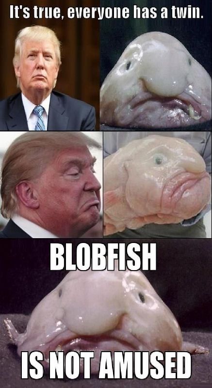 blobfishtrumpie.jpg