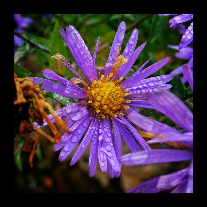 blomma.jpeg