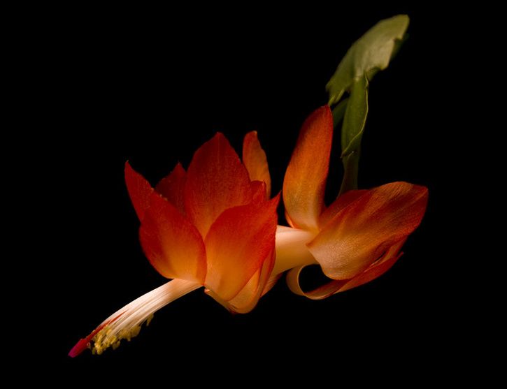 blomma.jpg ht=557