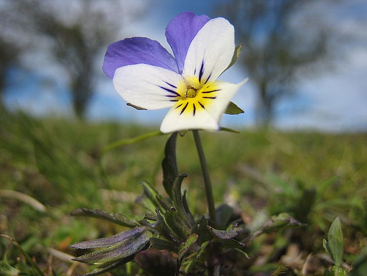Blomma.jpg ht=544