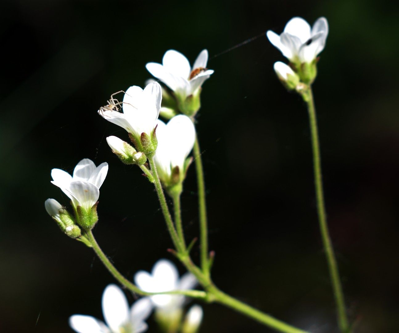 Blomma.JPG