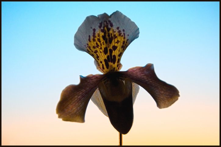 blomma.jpg ht=482