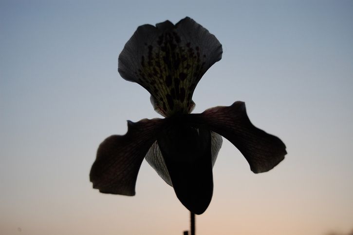 blommaoriginal.jpg ht=482