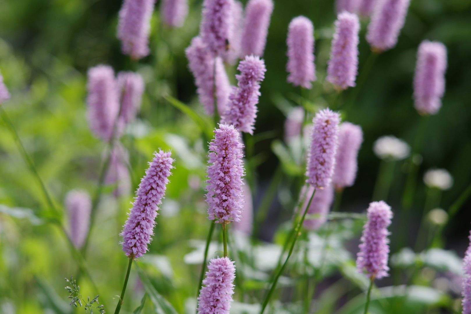 Blommor (1).JPG
