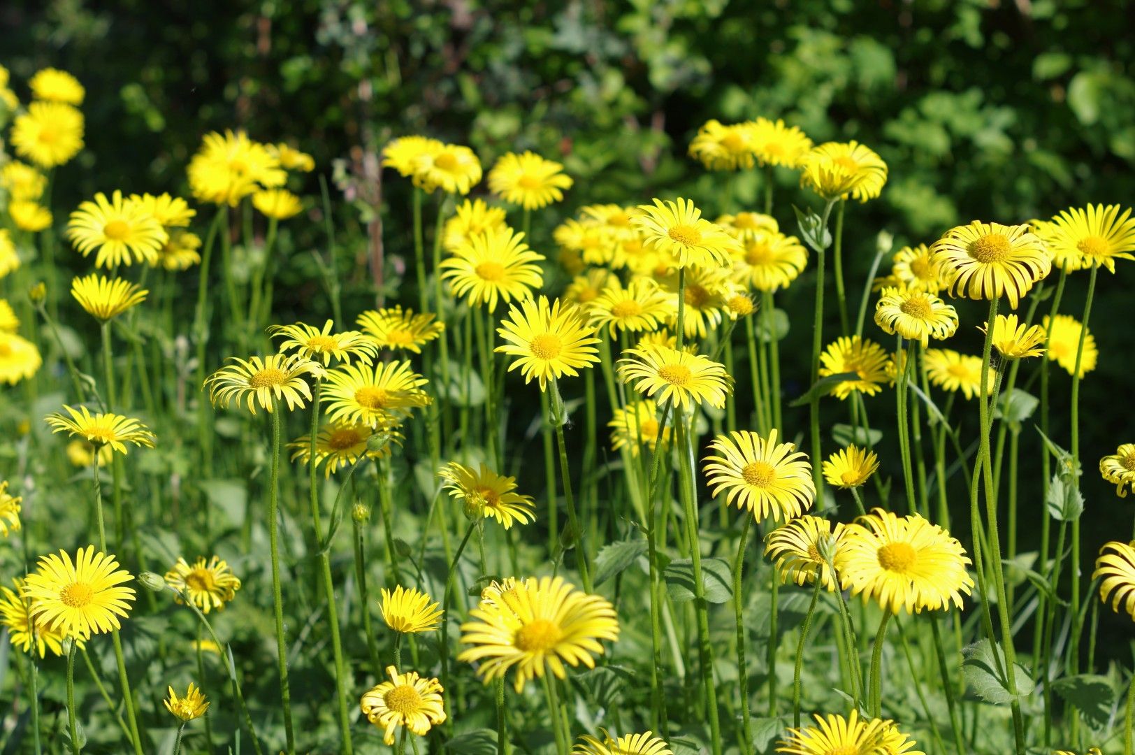 Blommor (2).JPG
