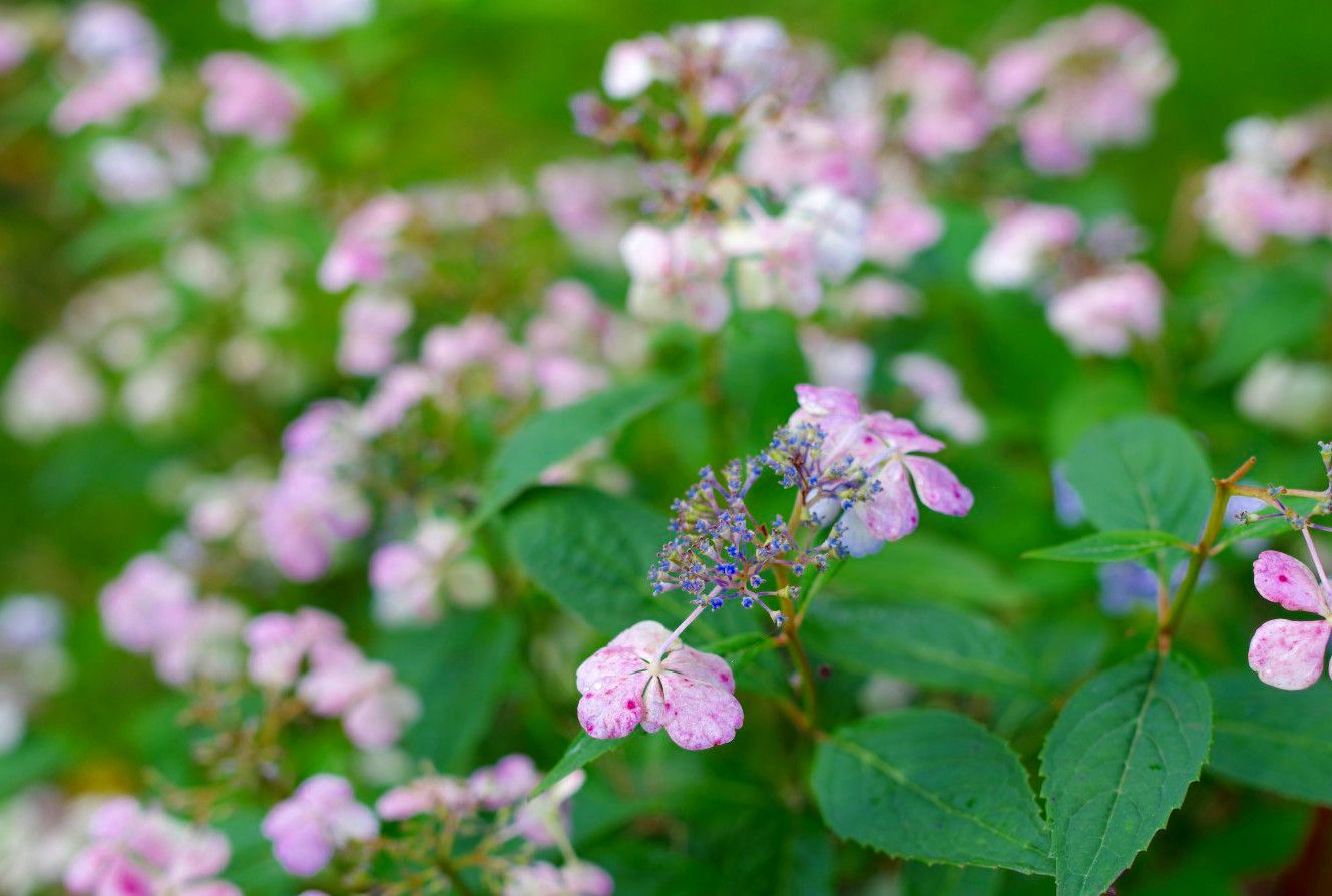 Blommor.JPG