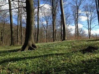 Bokskogen.jpg