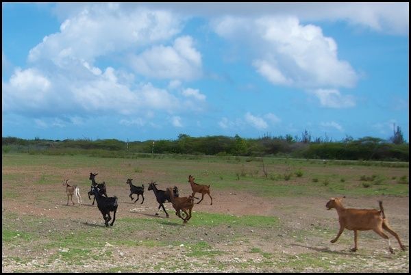 bonaire13.jpg
