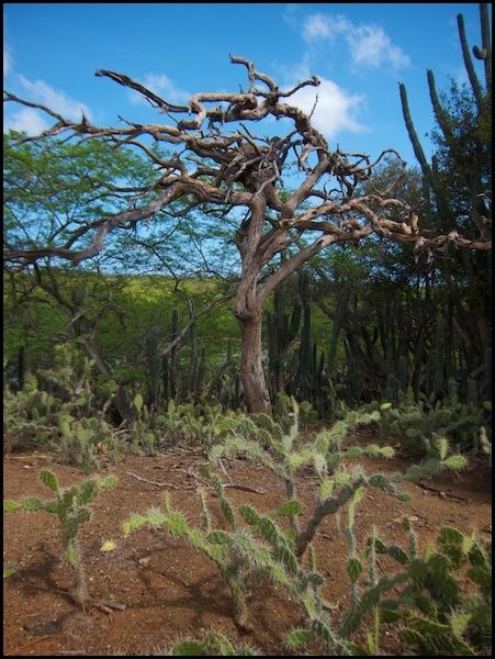 bonaire16.jpg