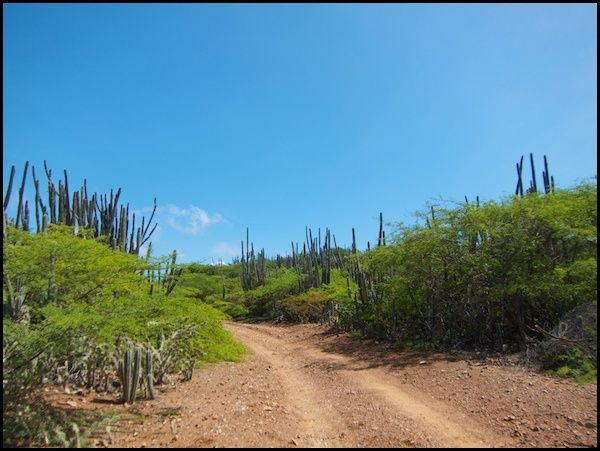 bonaire18.jpg