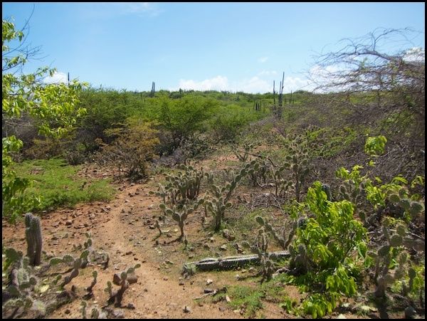 bonaire19.jpg
