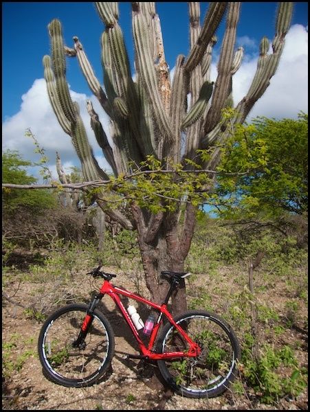 bonaire3.jpg