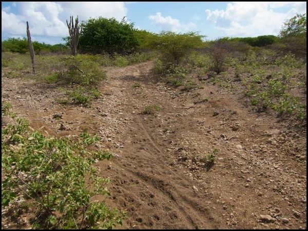 bonaire6.jpg