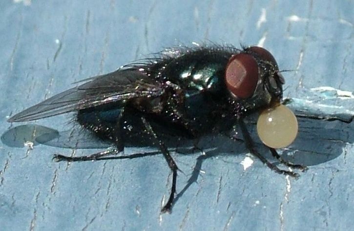 Bubbelfluga.JPG ht=473