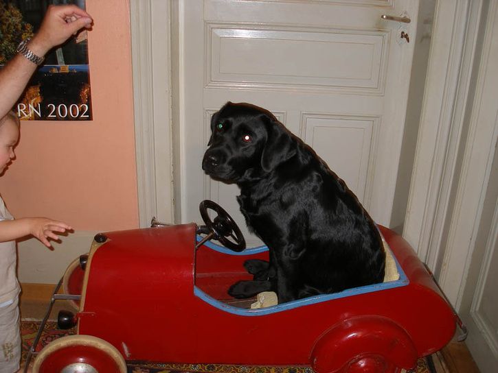 buffy_trampbil.jpg ht=544