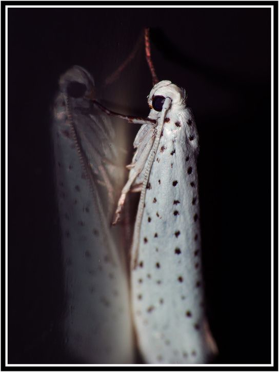 bug-1.jpg ht=725