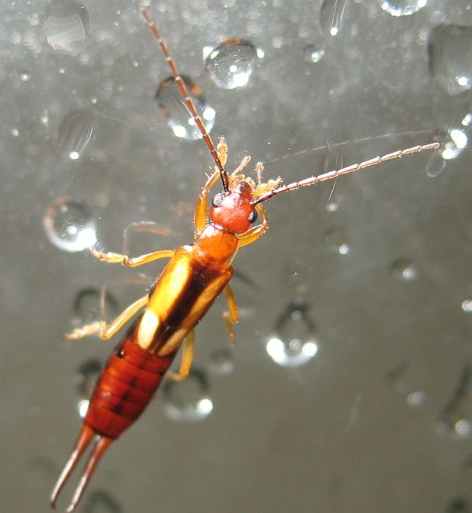 bug.jpg ht=725