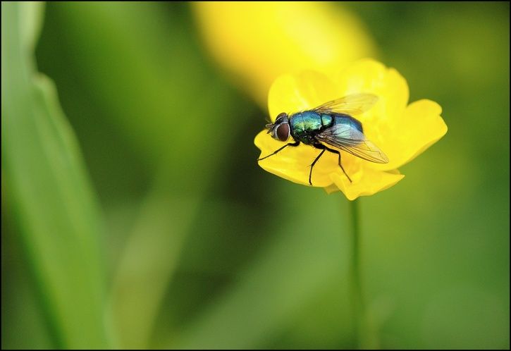 bug09.jpg ht=498